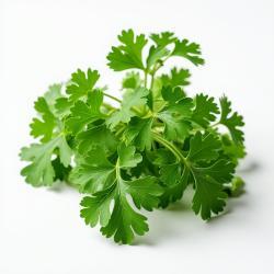 Coriander