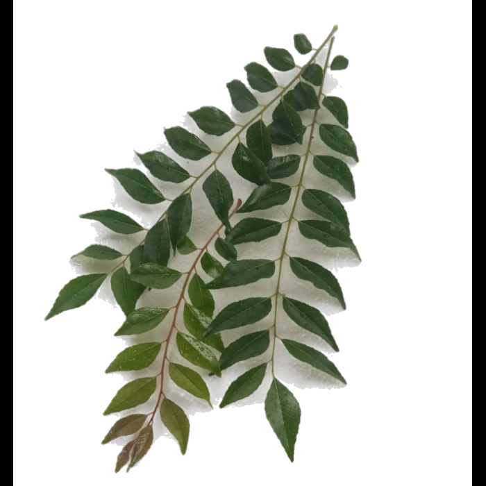 Curry bush leaves