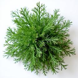 Dill