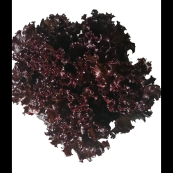Lettuce (Red Frilly)