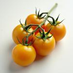 Yellow Cherry tomatoes on the truss